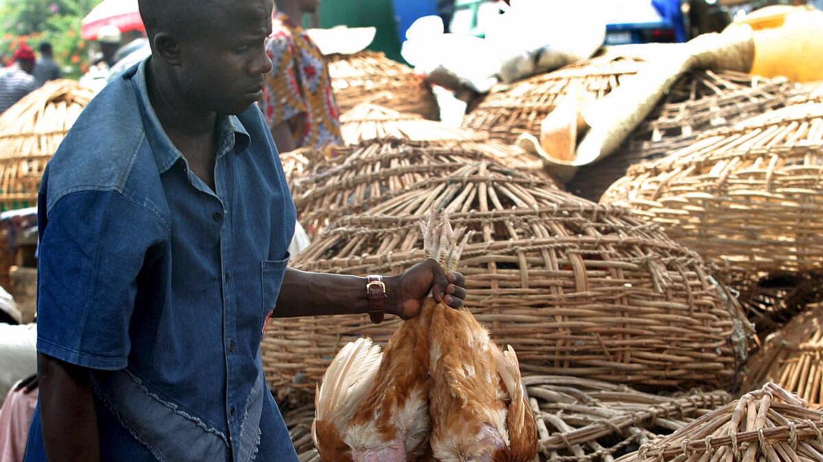 A man sells poultry in Lagos, Nigeria, in 2006, the year a "highly pathogenic" strain of the H5NI bird flu virus was found in poultry in the West African nation. A recent outbreak in neighboring Cameroon is raising fears over the disease's potential spread.