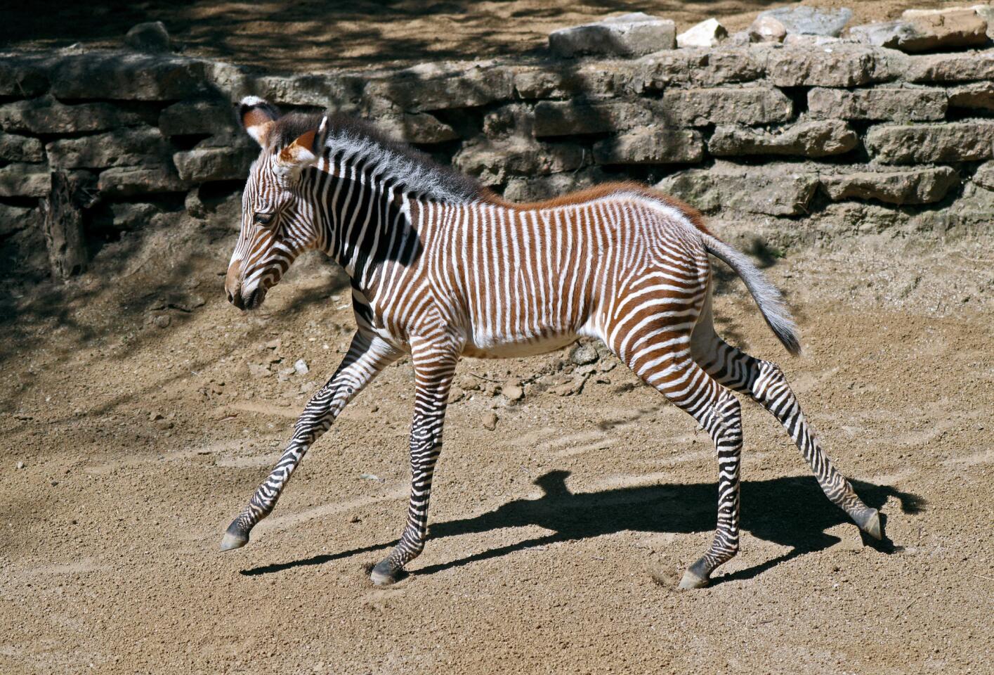 Photo Gallery: L.A. Zoo celebrates birth of rare Grevy's Zebra