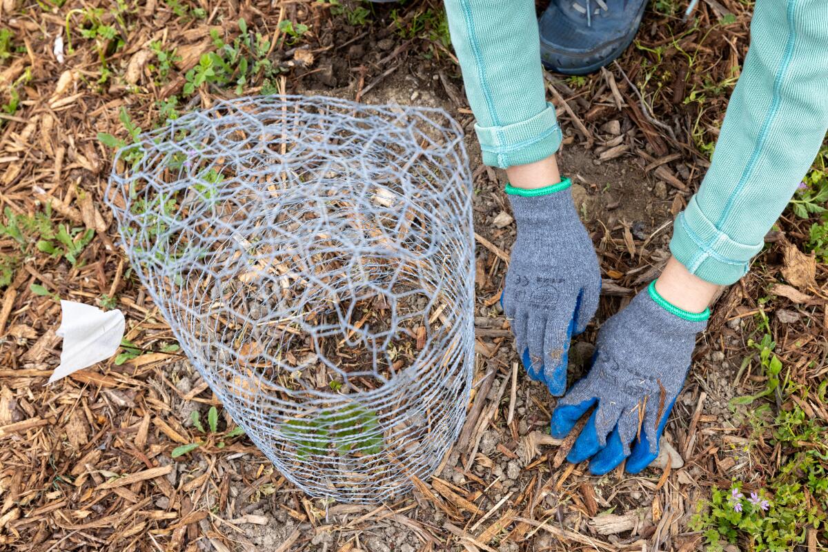 Gloved hands work in mulch with wire mesh nearby 
