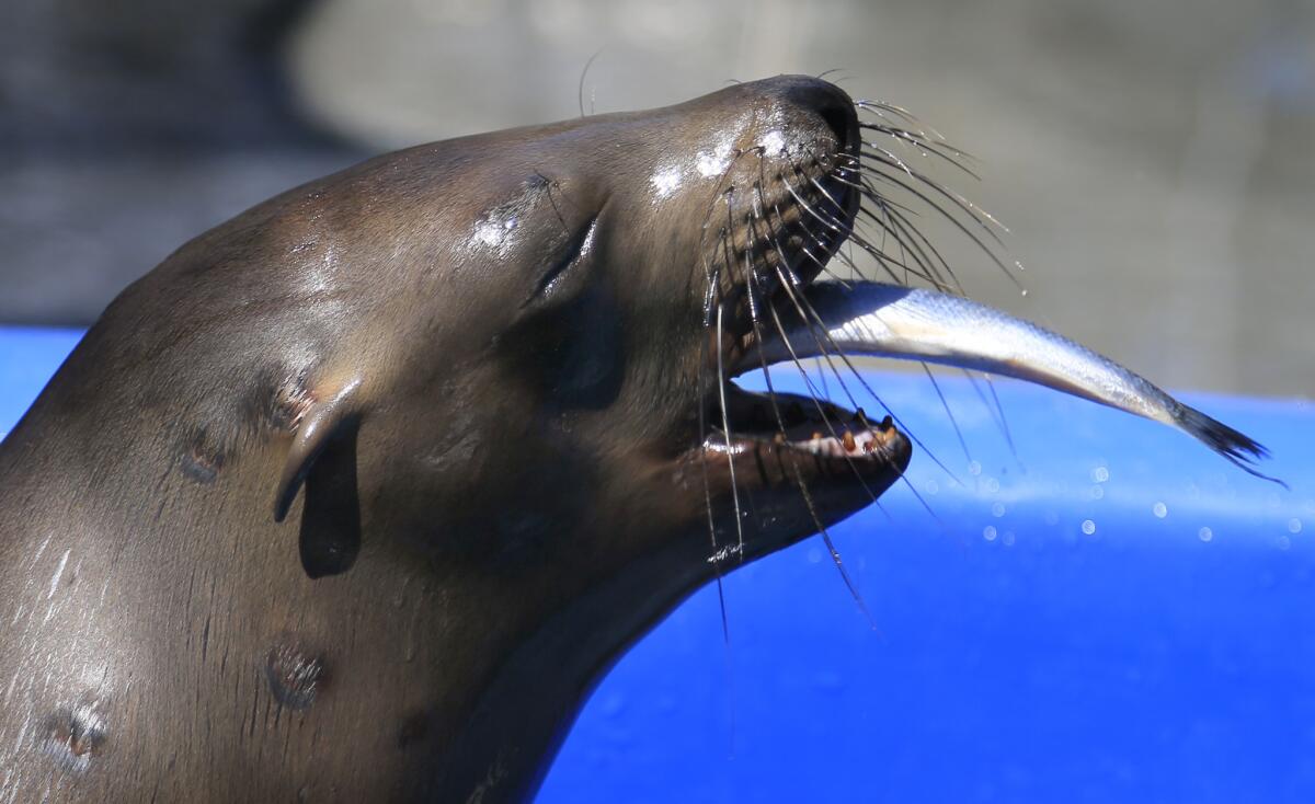 One of the sick sea lions recovering at the Marine Mammal Care Center in San Pedro eats solid food, a sardine, in his cage.