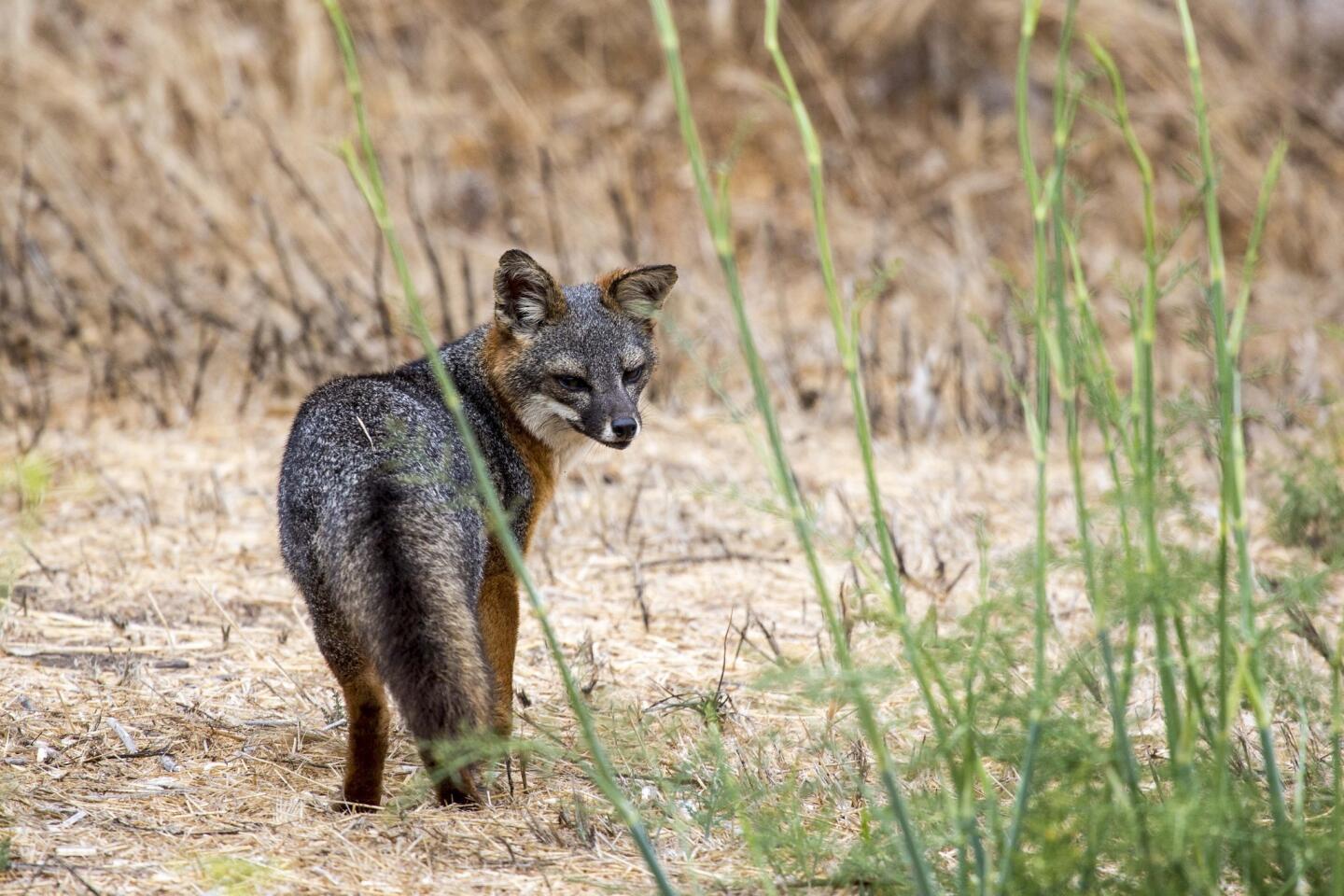 The Santa Cruz Island fox, one of the subspecies of fox native to California’s Channel Islands, on Santa Cruz Island.