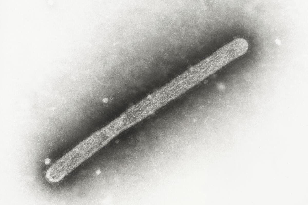ARCHIVO - Esta imagen de microscopio de 2005 muestra un un virión H5N1 de la gripe aviar A. 