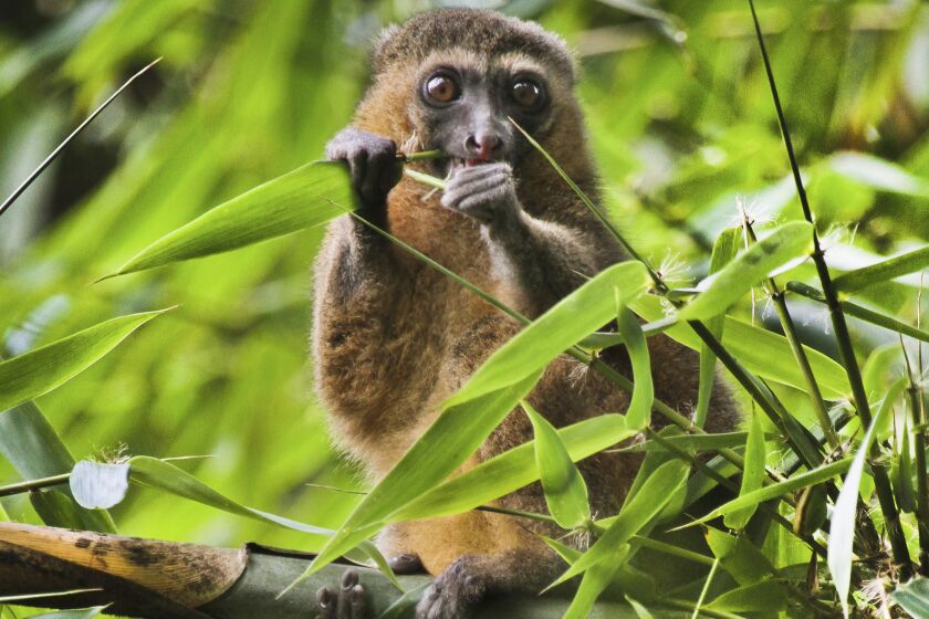 This 2019 photo provided by Noel Rowe and Centre ValBio shows a golden bamboo lemur in Madagascar. Conservation isn’t work that can simply be dropped for a while, then picked up again, “because it depends so much on relationships with people and local communities," said Patricia Wright, a biologist at Stony Brook University who has spent three decades building a program to protect Madagascar’s lemurs, big-eyed primates that live only on the island. (Noel Rowe/Centre ValBio via AP)