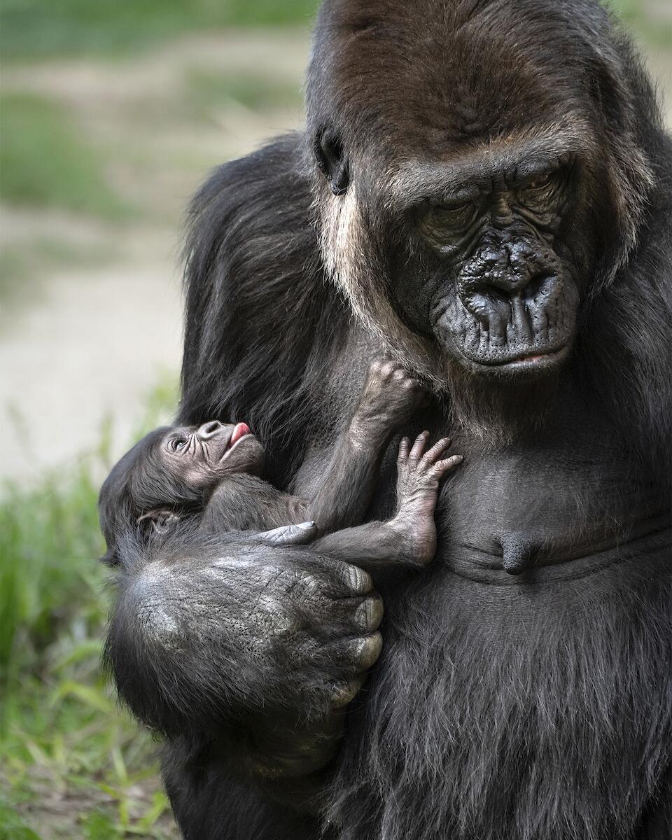 Baby gorilla born at Los Angeles Zoo is a girl - The San Diego Union-Tribune