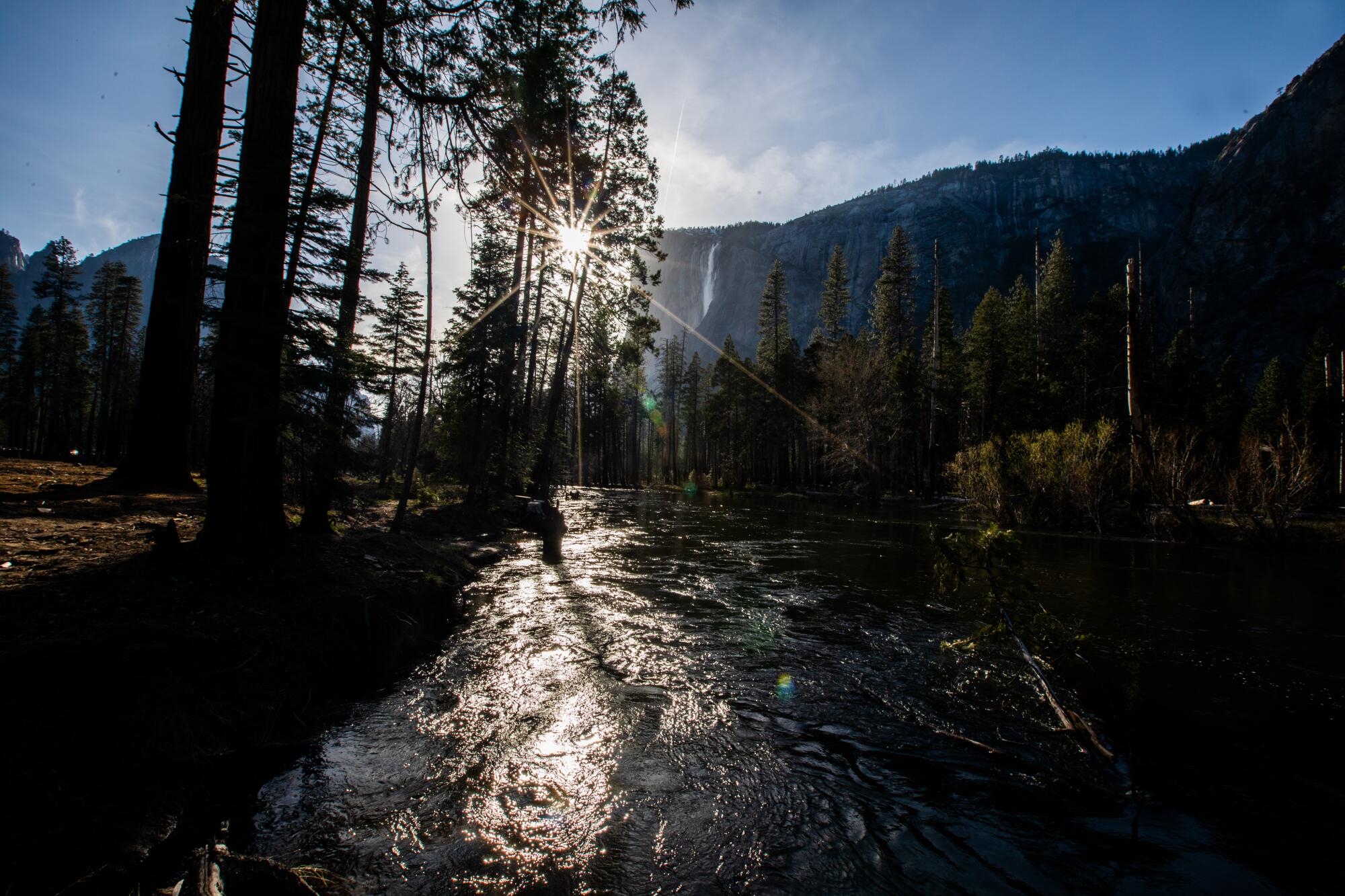 The setting sun gleams through pine trees and off the Merced River. 