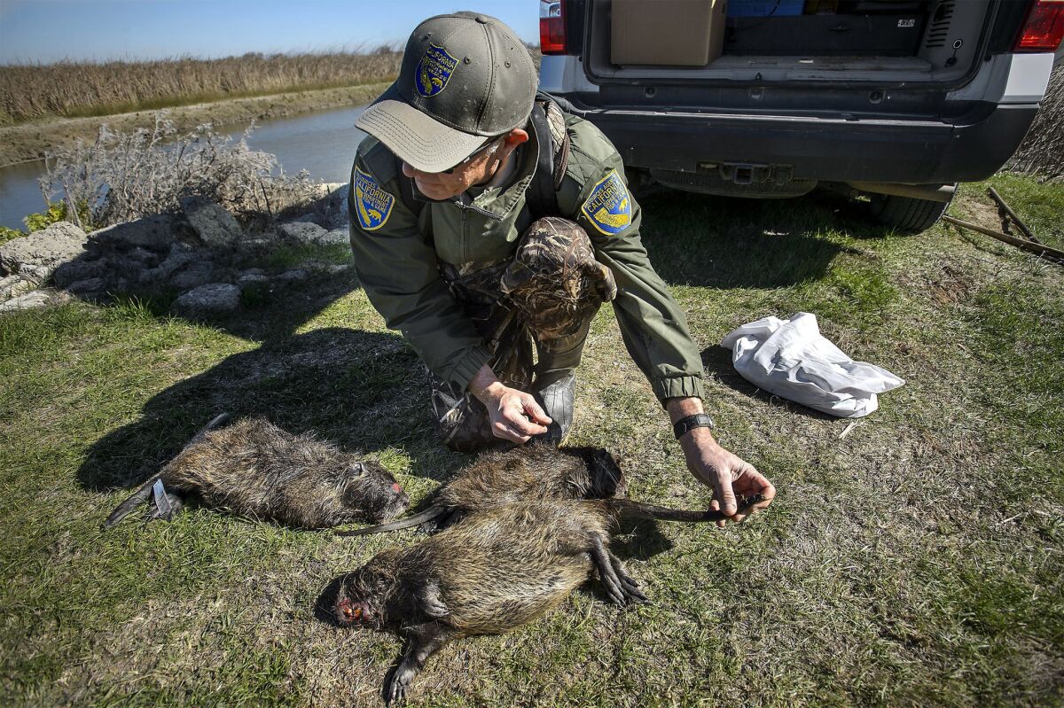 Senior Wildlife Biologist Greg Gerstenberg examines three nutria caught near Gustine, Calif., within the previous two days in February 2018.