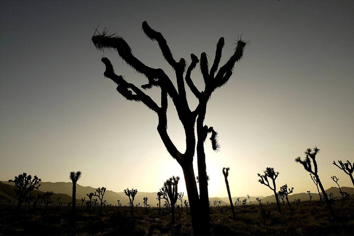 The remains of a dead Joshua tree stand in Joshua Tree National Park. The majority of Californians believe the state is facing a serious water shortage.