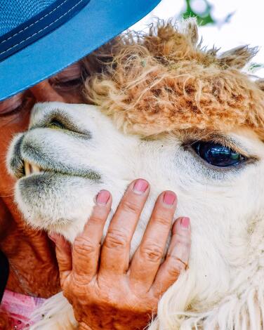 A woman face-to-face with an alpaca
