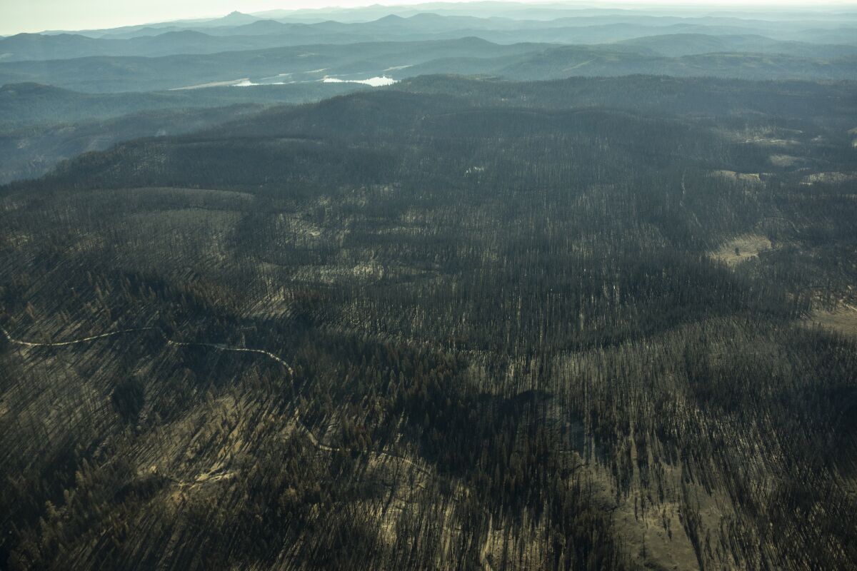 A view of the North Complex burn scar shows its most extreme impact, with thousands of acres of blackened conifer skeletons.