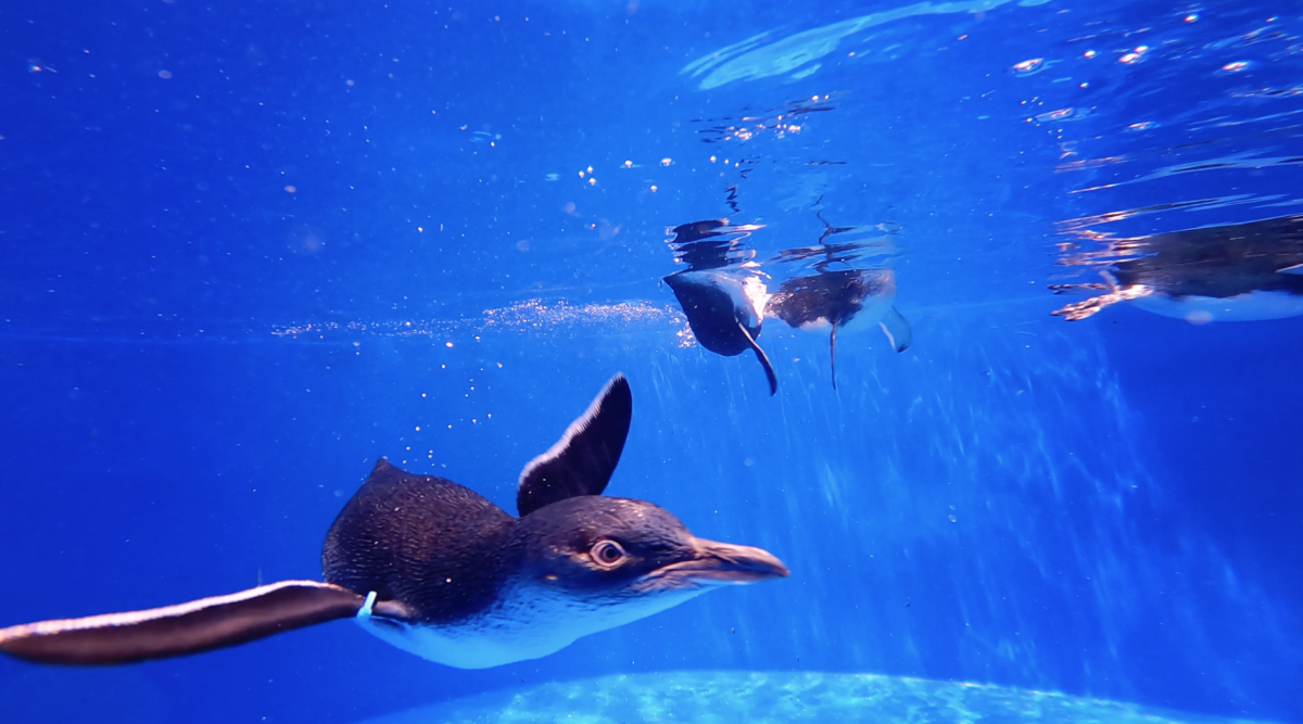 Little Blue Penguins can dive at least 230 feet deep to search for food.