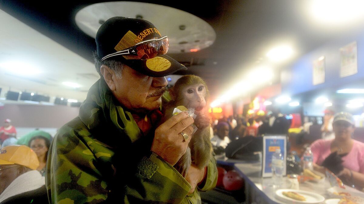 Johnny Colunga feeds Prince, his pet monkey, as they take refuge at Max Bowl.