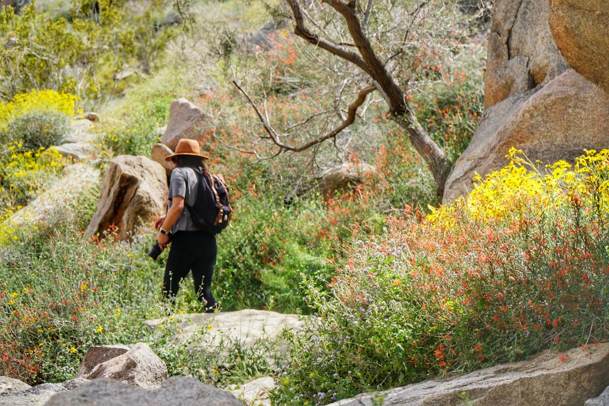 A trek through wildflowers at Anza-Borrego Desert State Park.