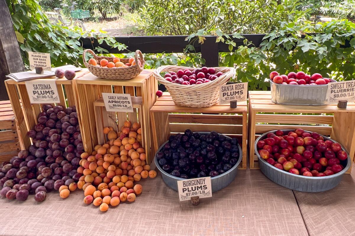 A variety of plums and apricots in baskets.