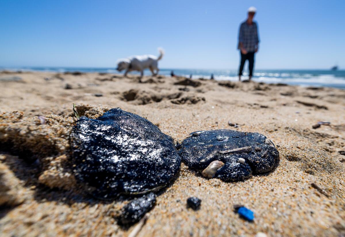 Tar balls sit on the sand at the beach.