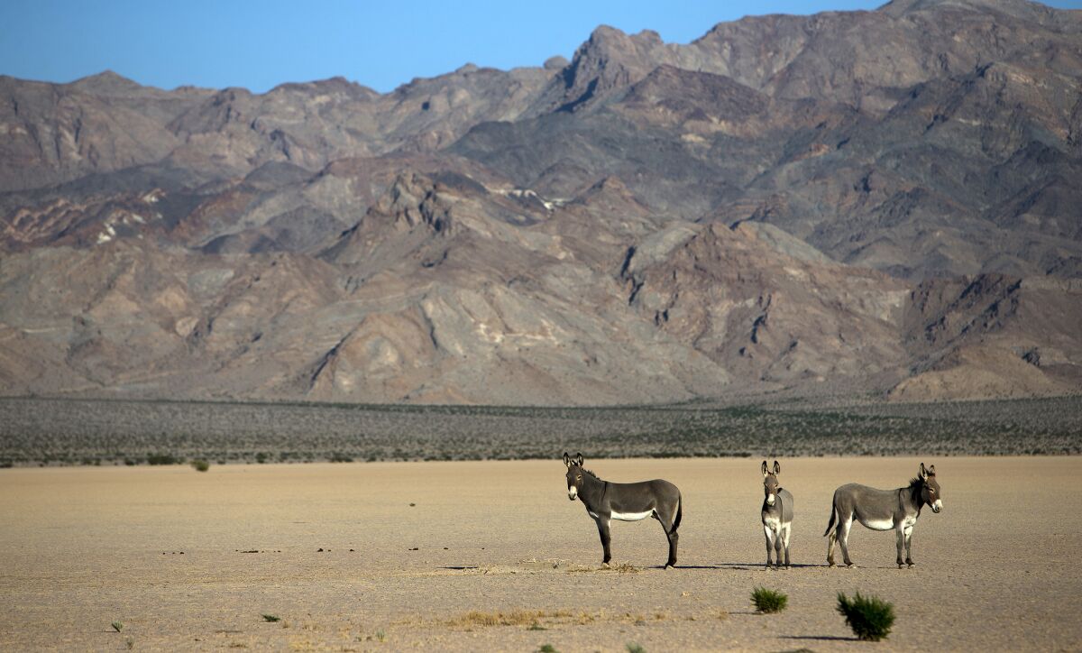 Wild burros on a dry lake bed in the Silurian Valley in October 2014. Since May 2019, a total of 42 wild burro carcasses with gunshot wounds have been found along the Interstate 15 corridor between Halloran Springs, Calif., and Primm, Nev., in various states of decomposition.