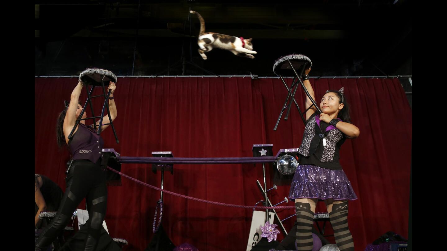 The traveling Acro-Cats circus makes a stop in Brooklyn, N.Y. The performer here is Alley, a Guinness World Records holder for the longest recorded jump by a cat. Samantha Martin, left, and Seunga Park join the feline performer.