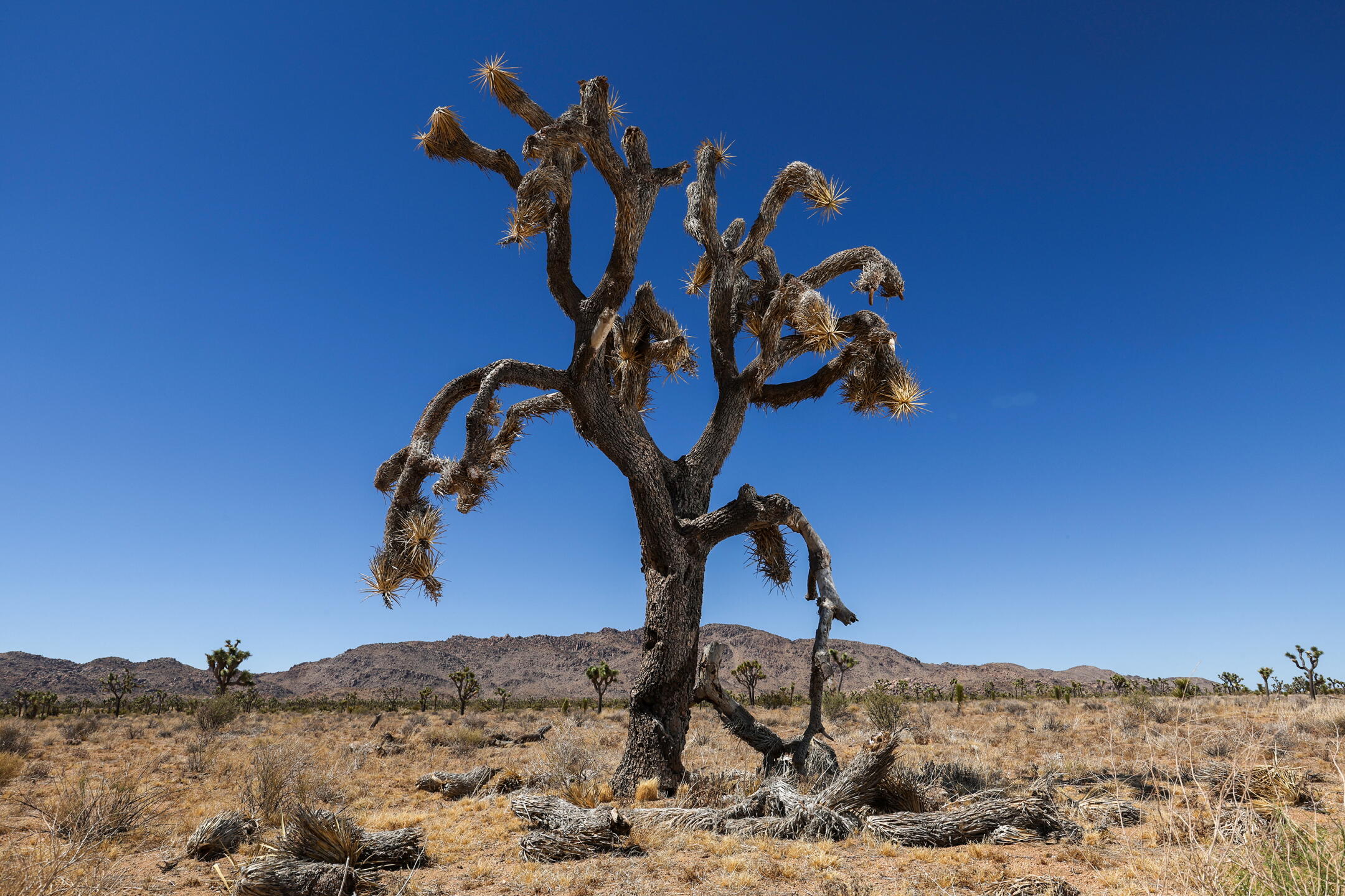 Joshua Tree Raves The iconic Joshua tree is wounded and fighting for survival. An ...