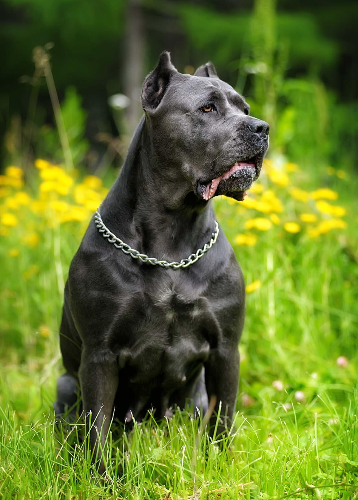 Italian Guard Dog Rabies The Best Dog for Protecting Family: Top Choices for Safety and Love ...