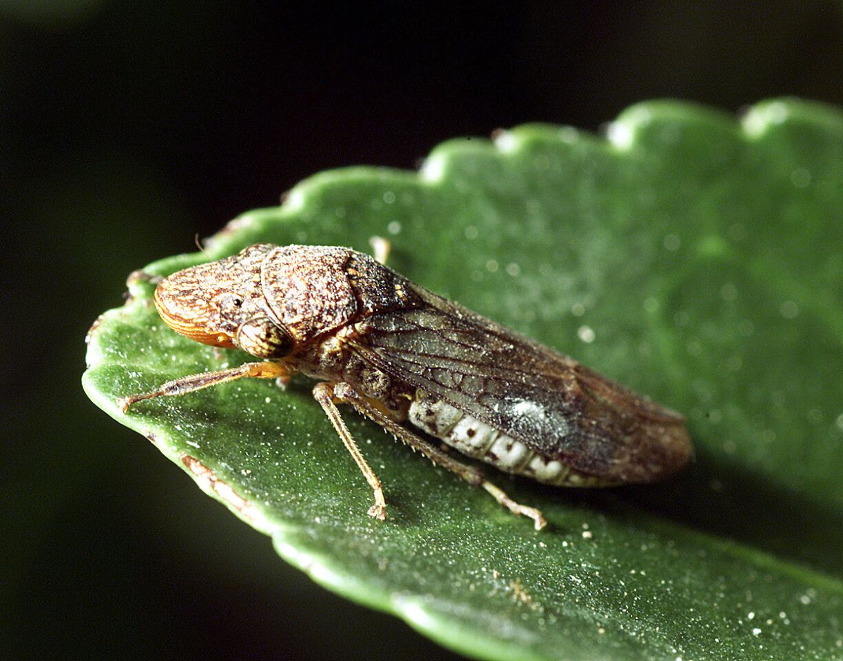A glassy-winged sharpshooter rests on a leaf at Buena Biosystems in Santa Paula. In 1999, over 300 acres of grapevines in Riverside County were infested with the insect and ultimately destroyed.