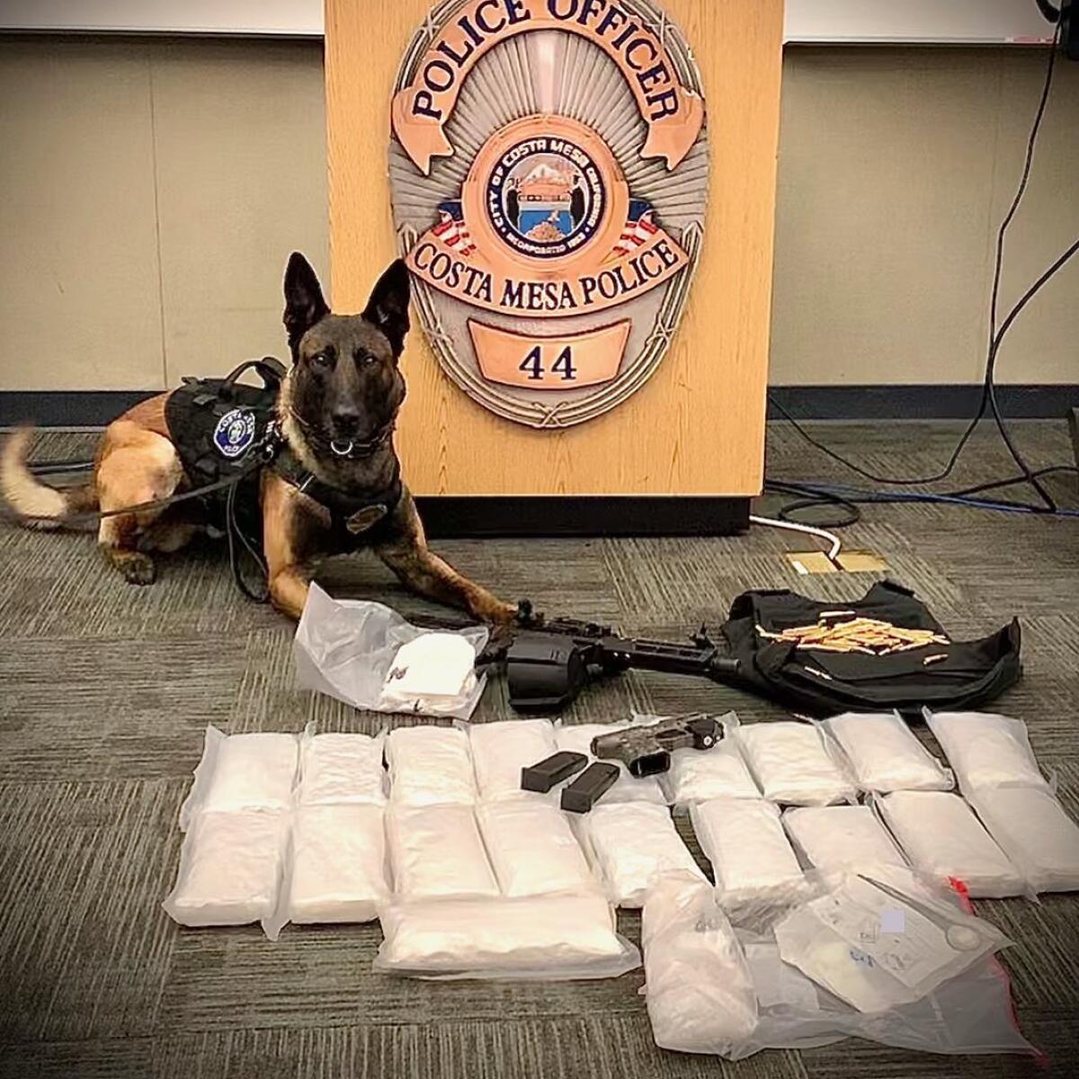 A police dog sits next to firearms and wrapped packages of drugs. 