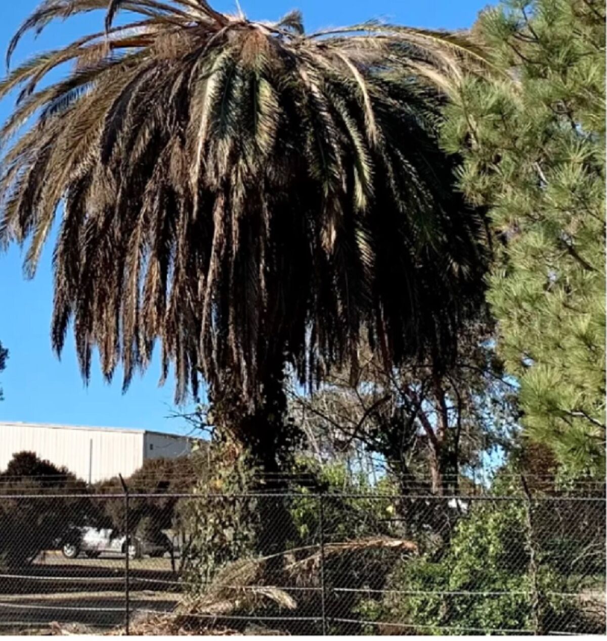 A dead Canary Island palm tree is pictured in Point Loma in 2021.