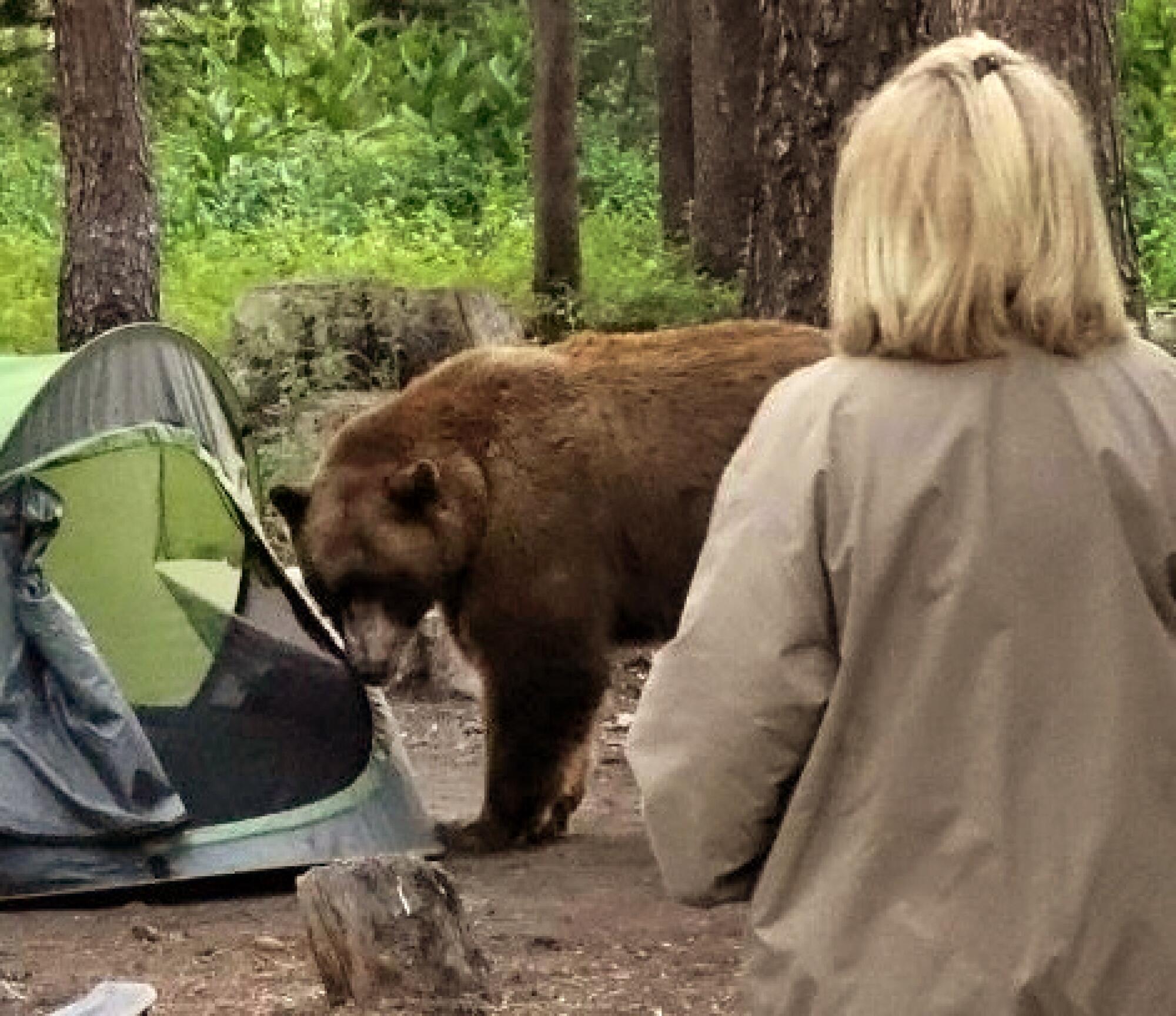 A bear stands near an open tent in the woods, while a woman observes.