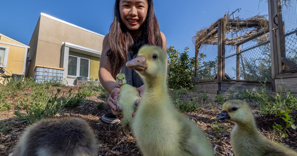 A farm where cows, pigs and sheep are part of climate curriculum