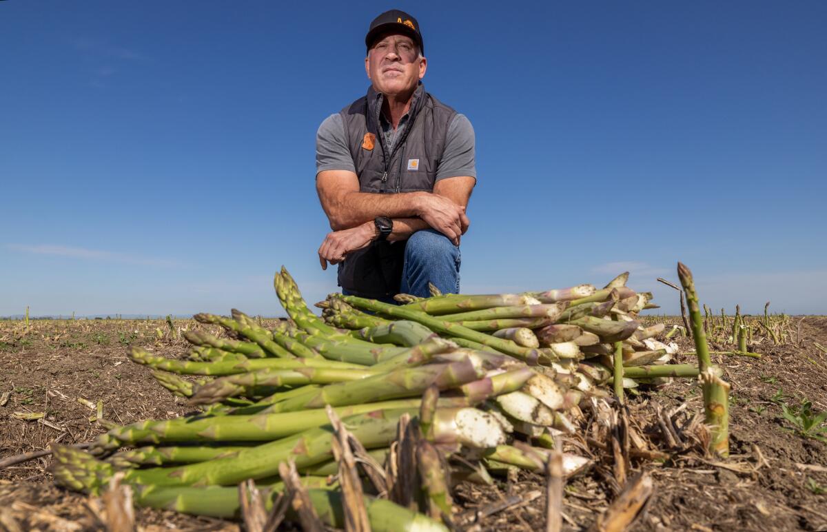 A farmer in the field, looming over a row of asparagus stalks