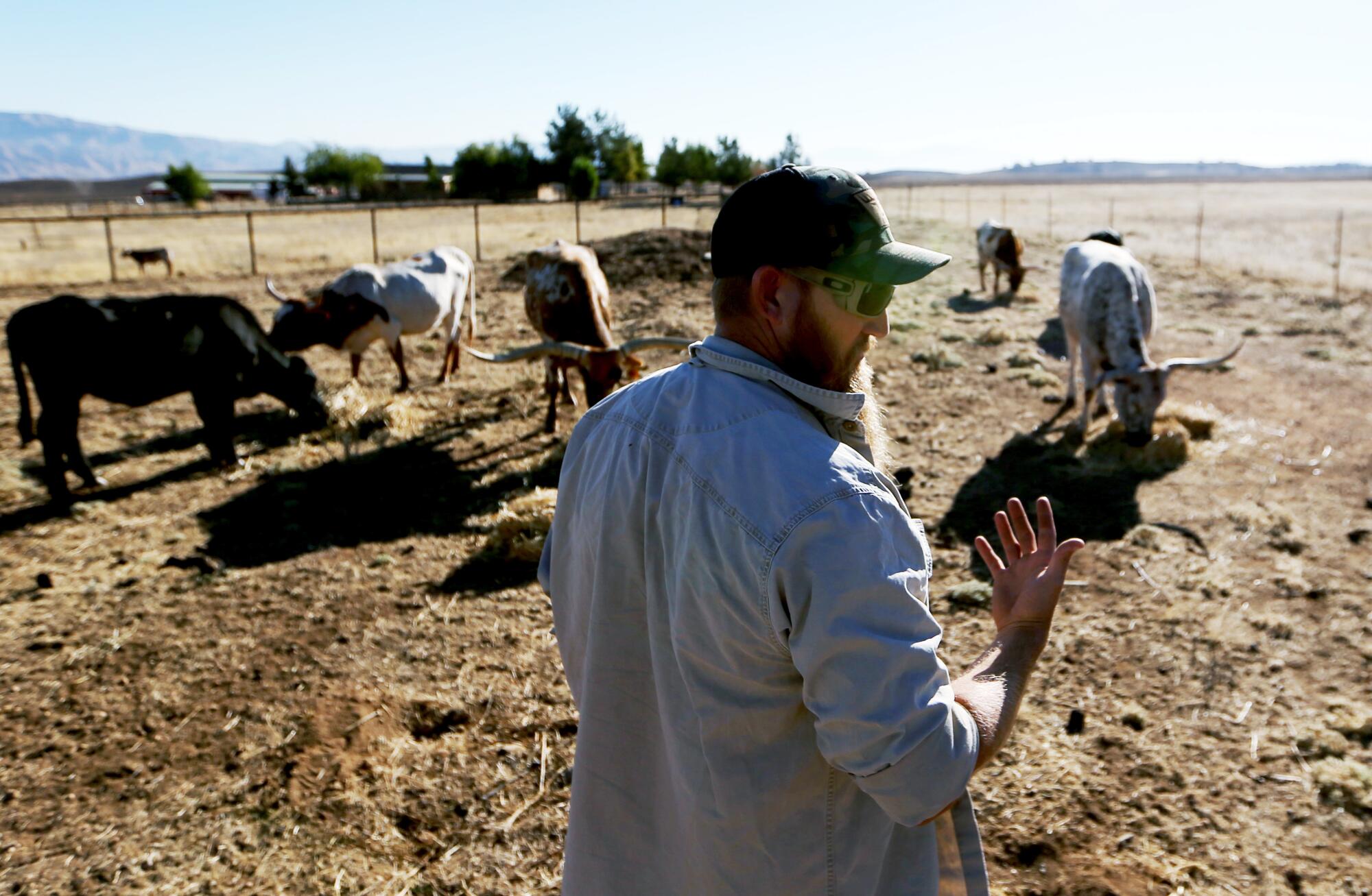 Charlie Bosma feeds cattle at his ranch in the Cuyama Valley.