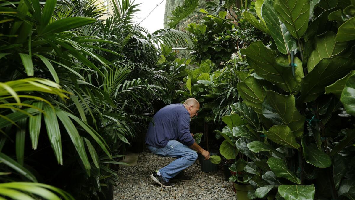 Mickey Hargitay places plants on display and for sale at his full-service nursery in the heart of Hollywood.