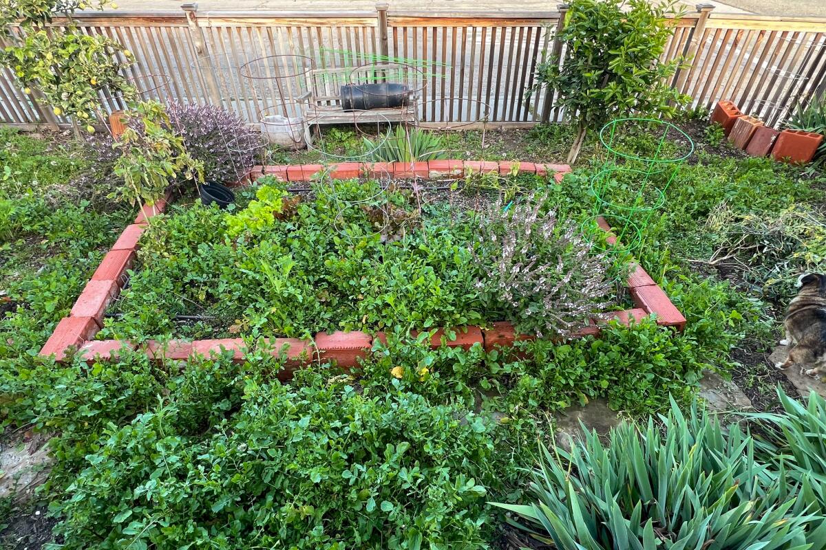 Jeanette Marantos' raised bed garden choked with weed