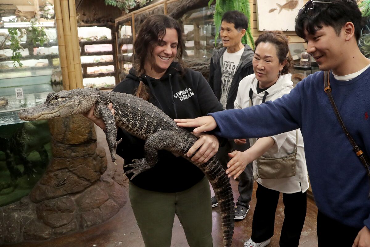 Juliette Brewer holds up a juvenile American alligator for visitors to pet at the Reptile Zoo.
