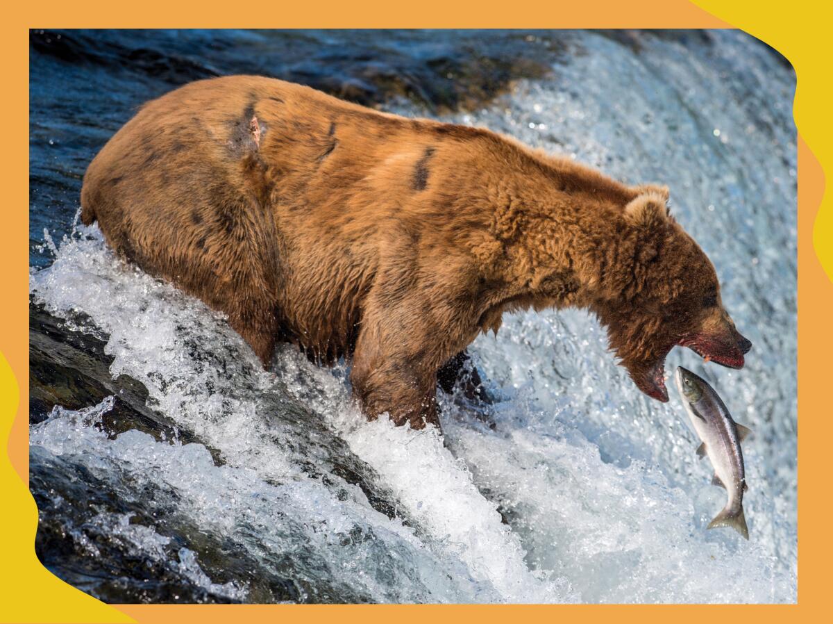 A grizzly bear catches a salmon in Alaska.