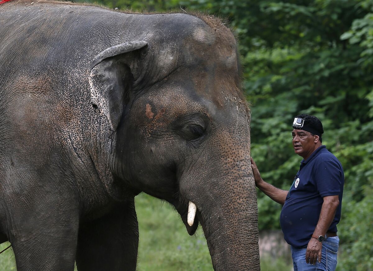 A veterinarian from international animal welfare organization Four Paws comforts Kaavan the elephant.