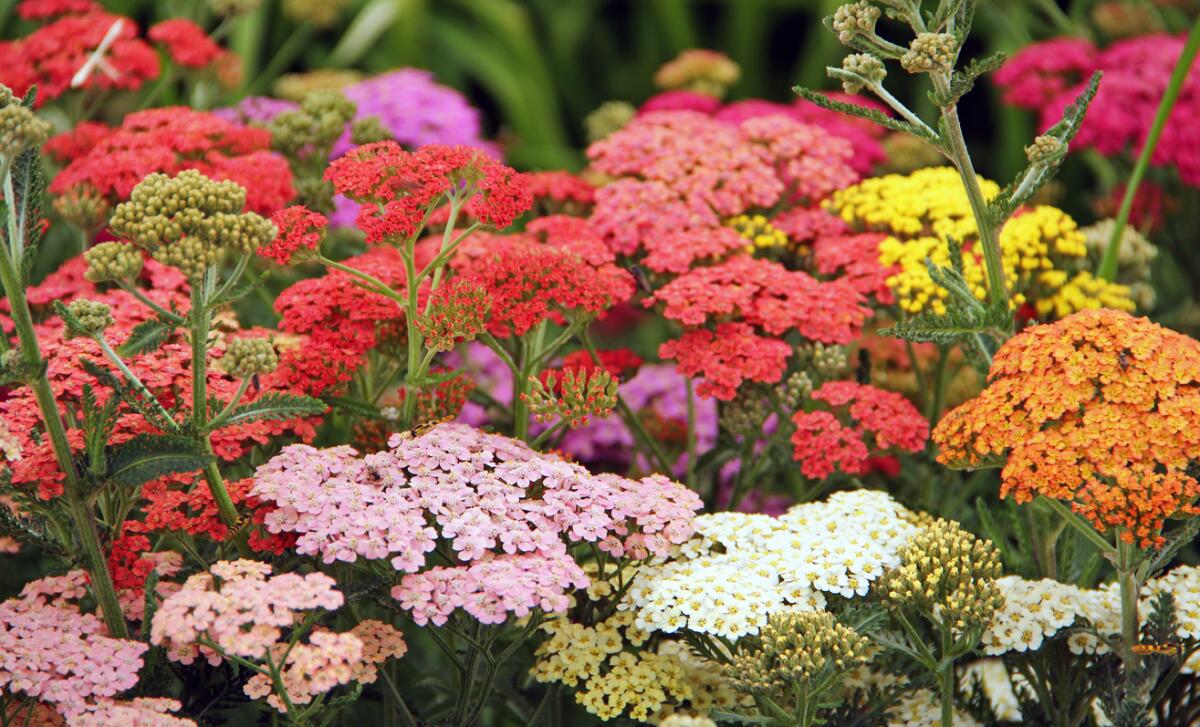 Yarrow, which makes a meadow of flowers, is a nice alternative to grass.
