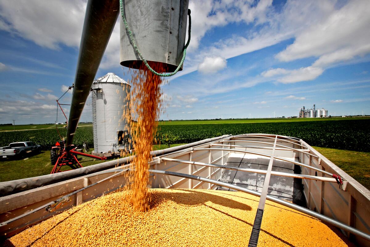 Soybeans being loaded from a grain bin onto a truck in Illinois