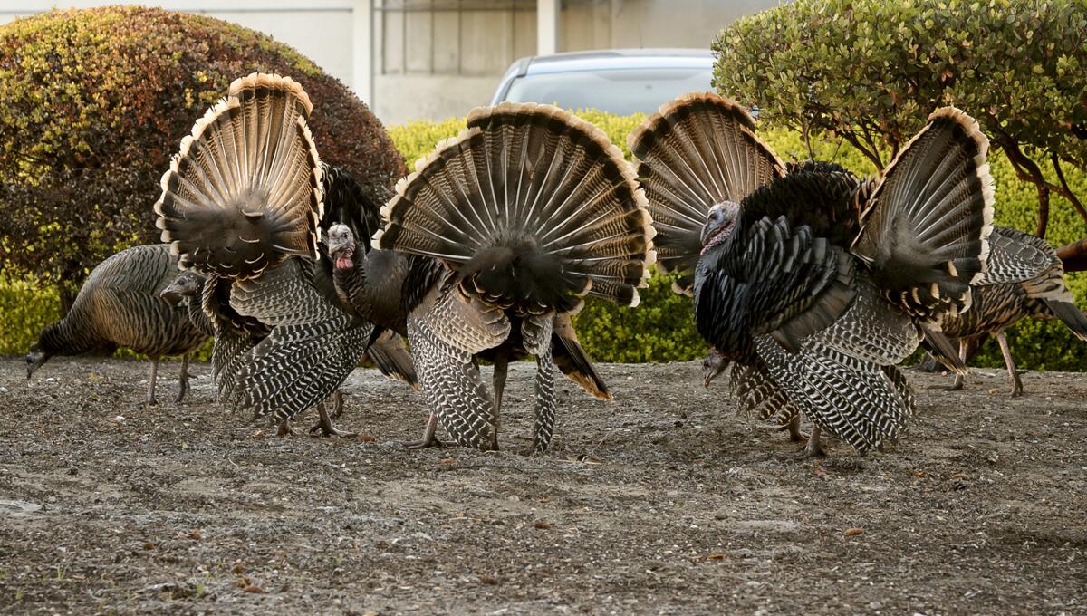 A flock of turkeys outside the NASA Ames Center in Mountain View.