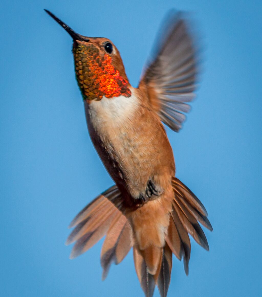 Two hummingbird species hard to tell apart The San Diego UnionTribune