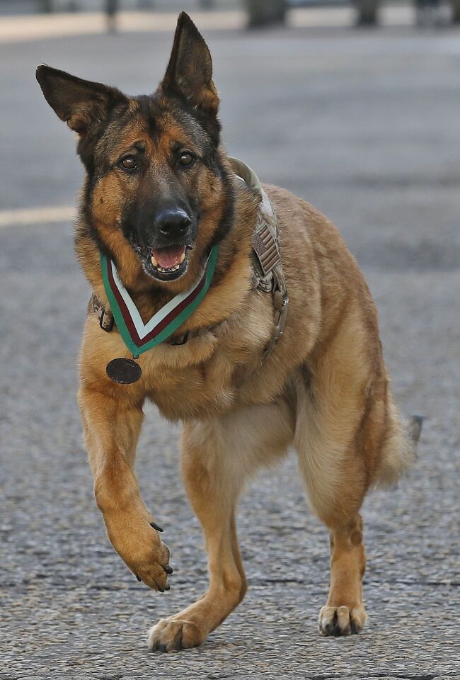 Heroic US Marine dog Lucca after receiving the PDSA Dickin Medal, awarded for animal bravery, equivalent of the Victoria Cross.