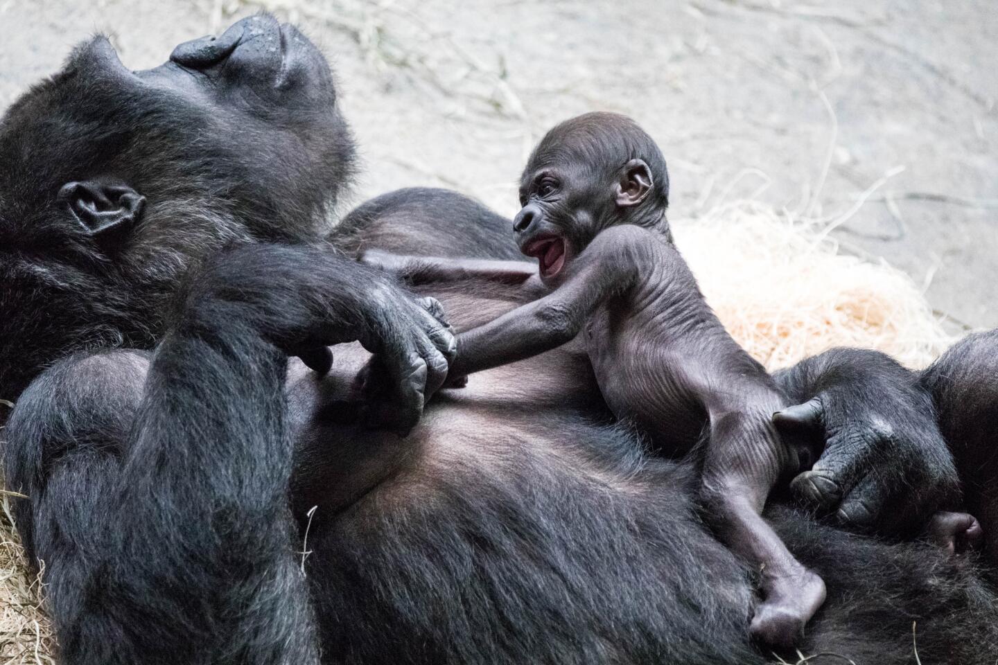 Ali, a 1-month-old western lowland gorilla, pushes against her mom, Koola, at the Brookfield Zoo, on July 2, 2018, in Brookfield.