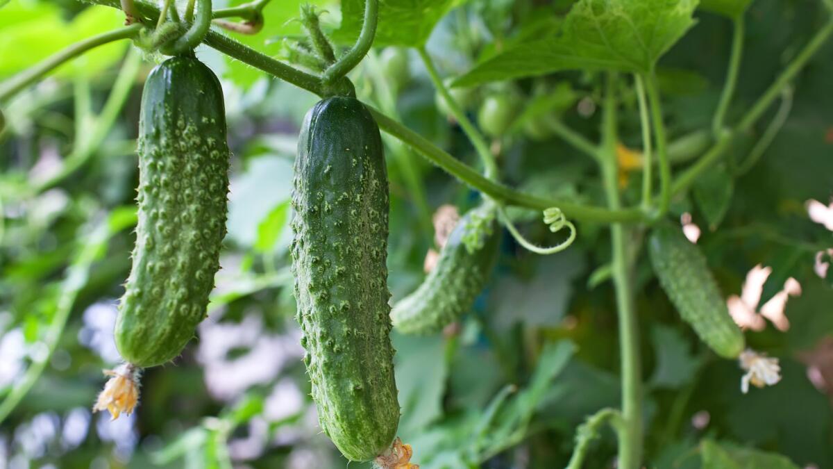 Cucumbers in the garden.