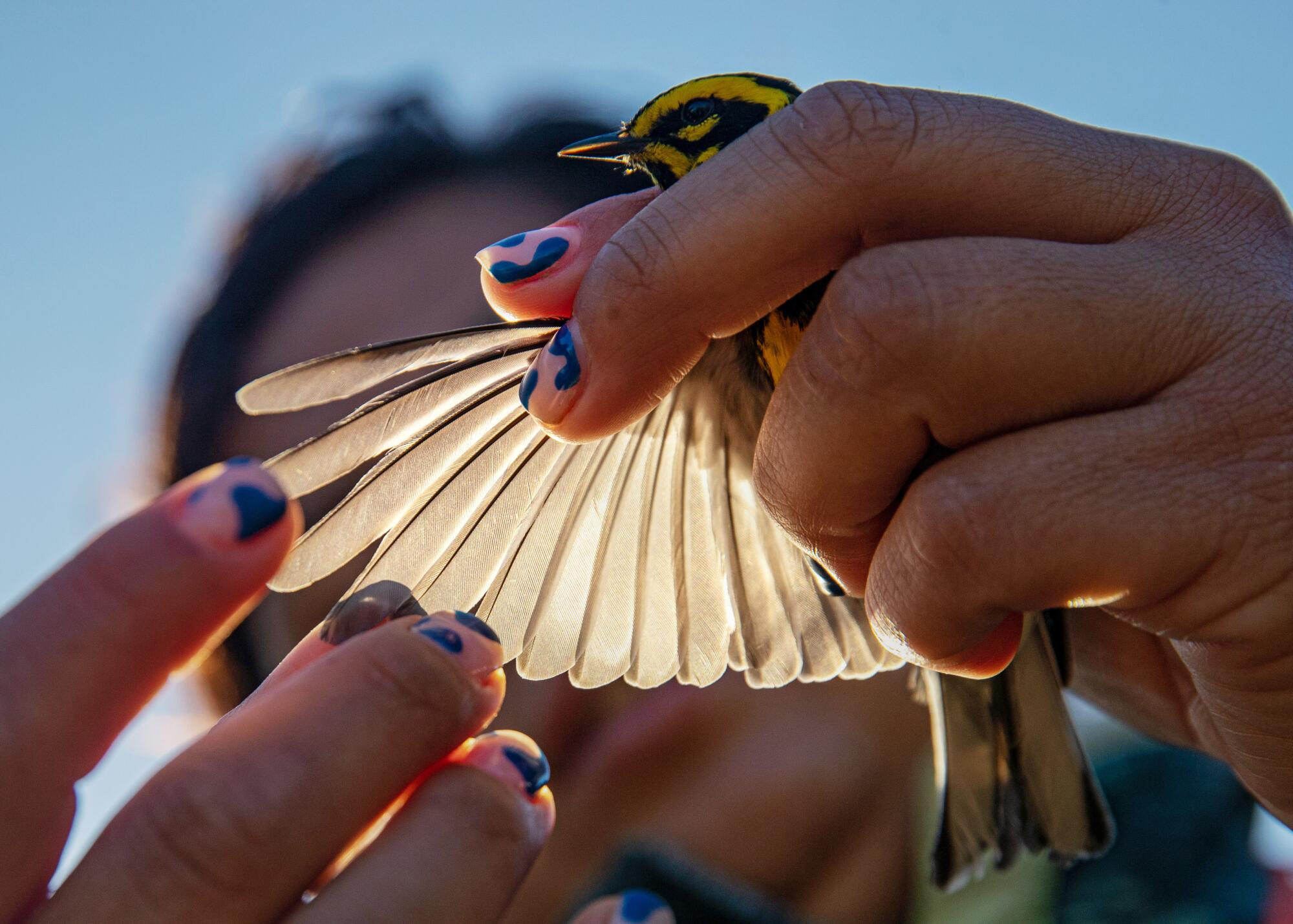 A hand holding a small bird, as another hand splays one of its wings