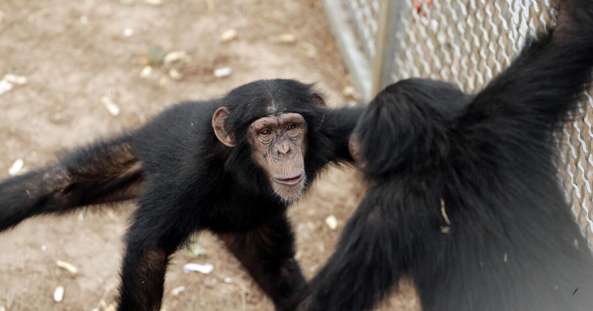 Remembrances of apes past: Chimpanzees and bonobos can recognize long-lost friends
