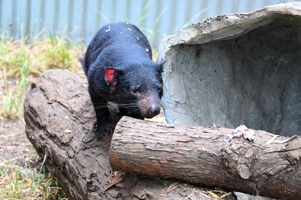 For the first time in five years, the Los Angeles Zoo is once again home to wildly popular Tasmanian devils.