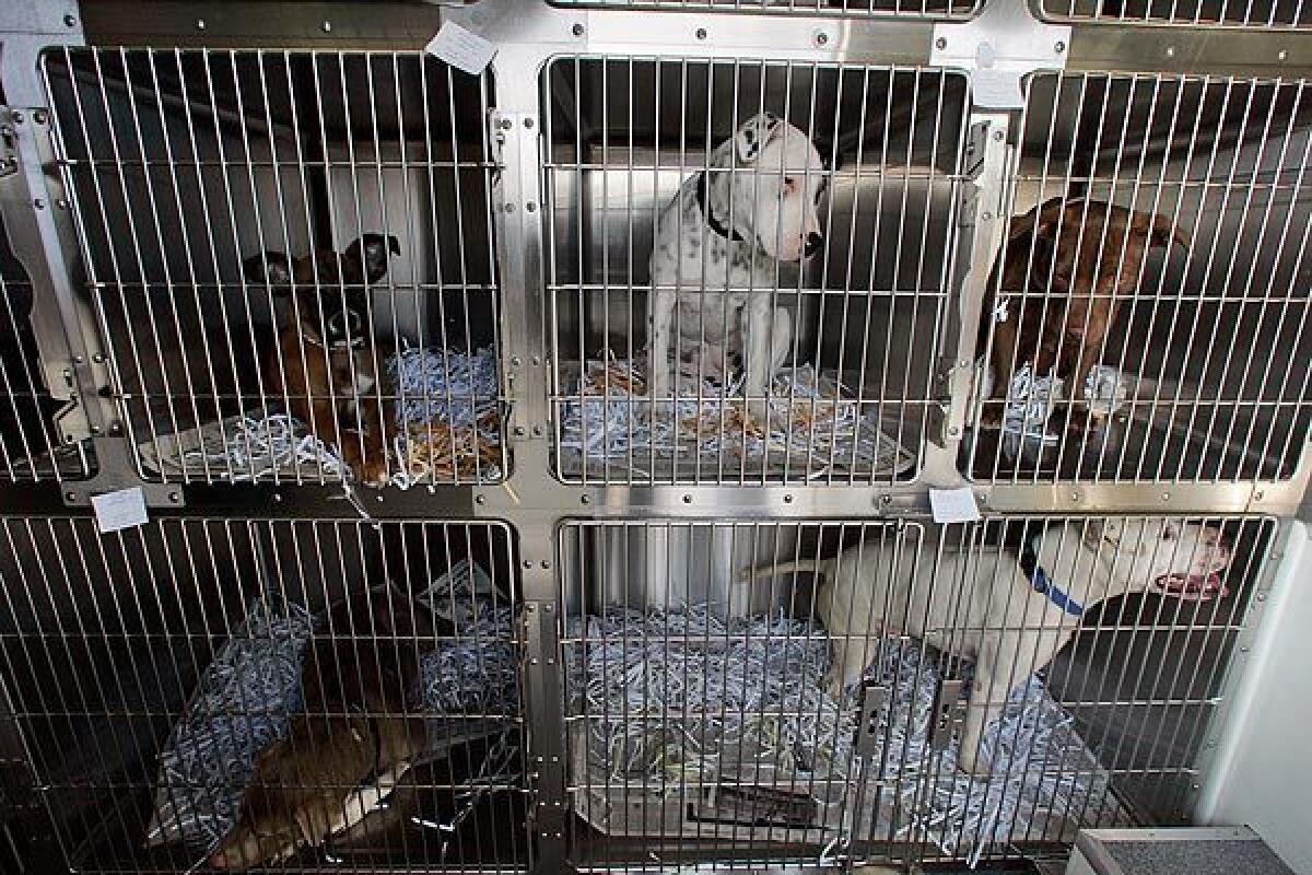A file photo of pit bulls in a shelter in Riverside County, where leaders are considering a mandatory sterlization measure for the breed.