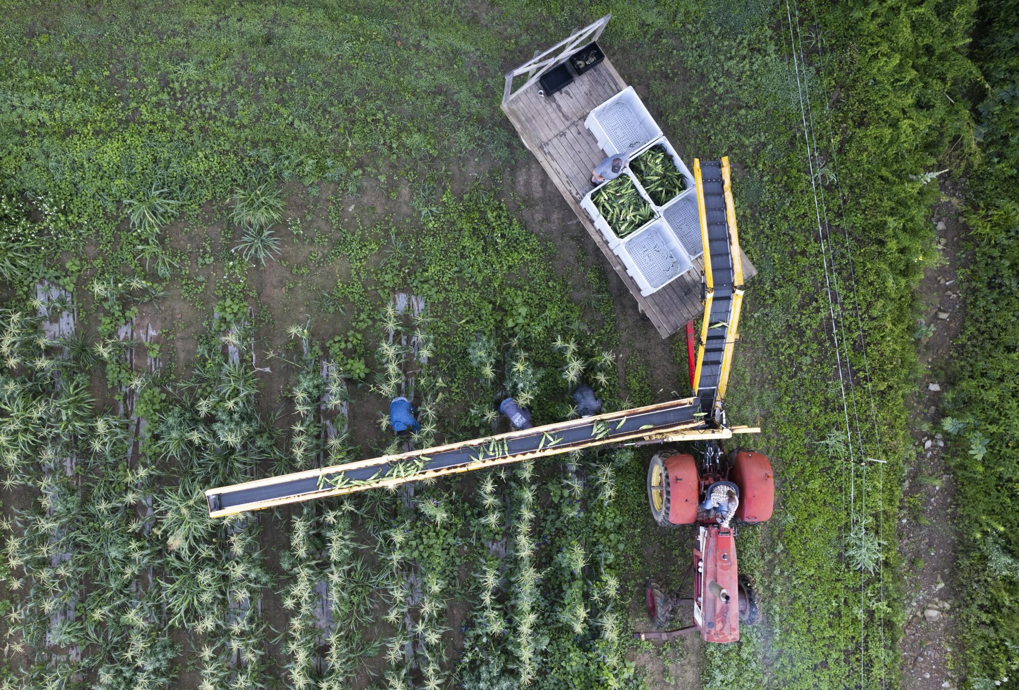 An aerial view shows farmworkers and harvesting equipment in a cornfield.