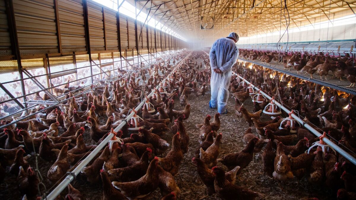 Chickens roam freely as Christopher Nichols checks on the feed at a Nuevo, Calif., facility that supplies his family company, Chino Valley Ranchers.