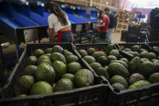 Avocados are stored in crates.