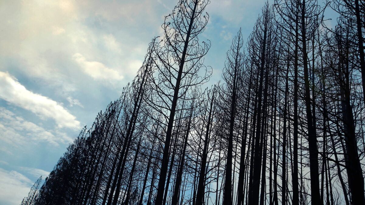 A stand of burned ponderosa pines is silhouetted against a smoky sky near Yosemite National Park in August 2013. The trees burned in the Rim fire, which consumed more than 250,000 acres.