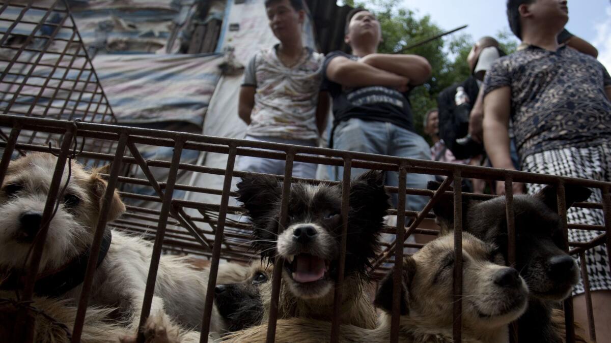 Vendors wait for customers to buy dogs in cages at a market in Yulin, in southern China's Guangxi province on June 21, 2015. The city holds an annual festival devoted to the animal's meat, which has provoked an increasing backlash from animal rights activists.